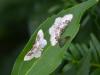 360901 – Photo : Georges Vermelle – France (62)